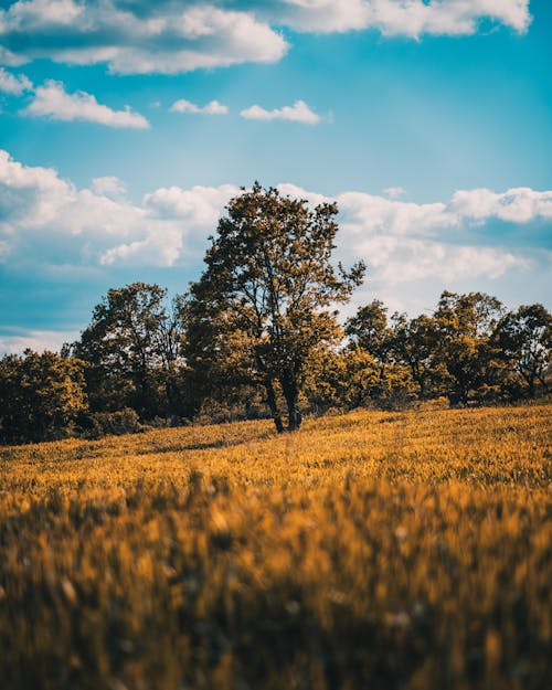 Free stock photo of field, land, landscape