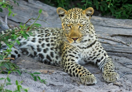 Macan Tutul Putih Kuning Dan Hitam Di Atas Batu Abu Abu Pada Siang Hari Di Dekat Daun Hijau