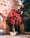 一名妇女在摩洛哥花园里，穿过历史悠久的拱门，来到盛开的九重葛花丛前