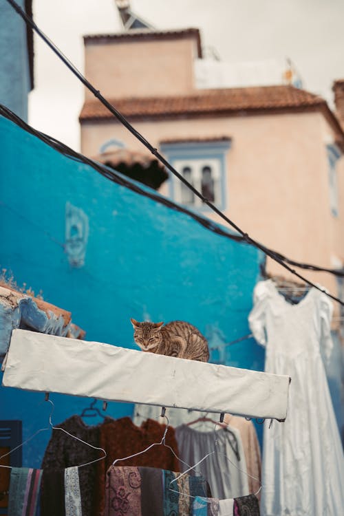 Brown Tabby Cat on the Roof