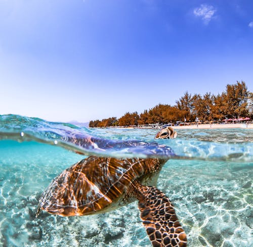 Brown and White Turtle on the Beach