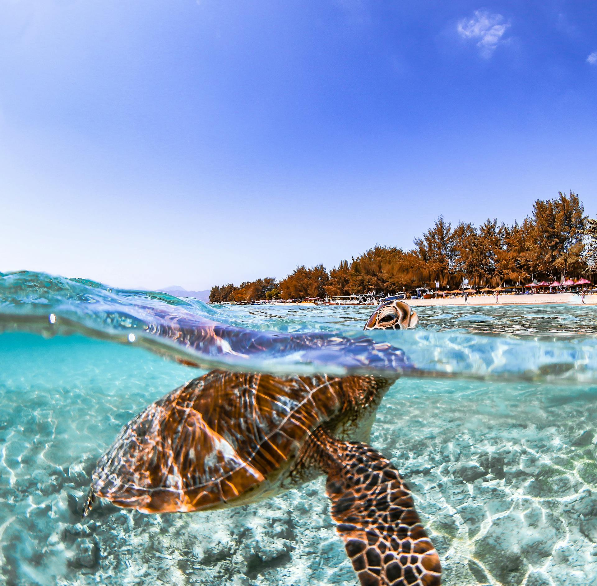 Brown and White Turtle on the Beach