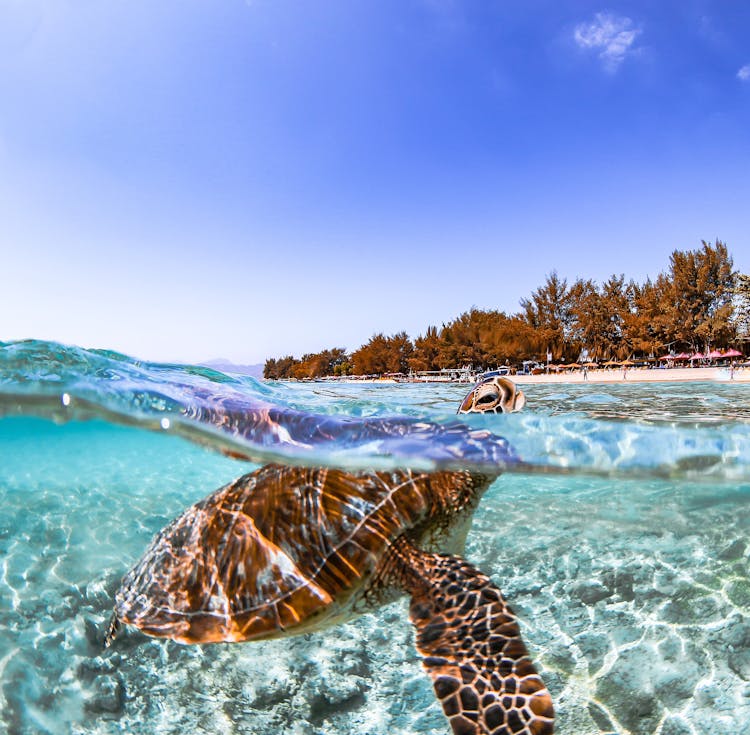 Brown And White Turtle On The Beach