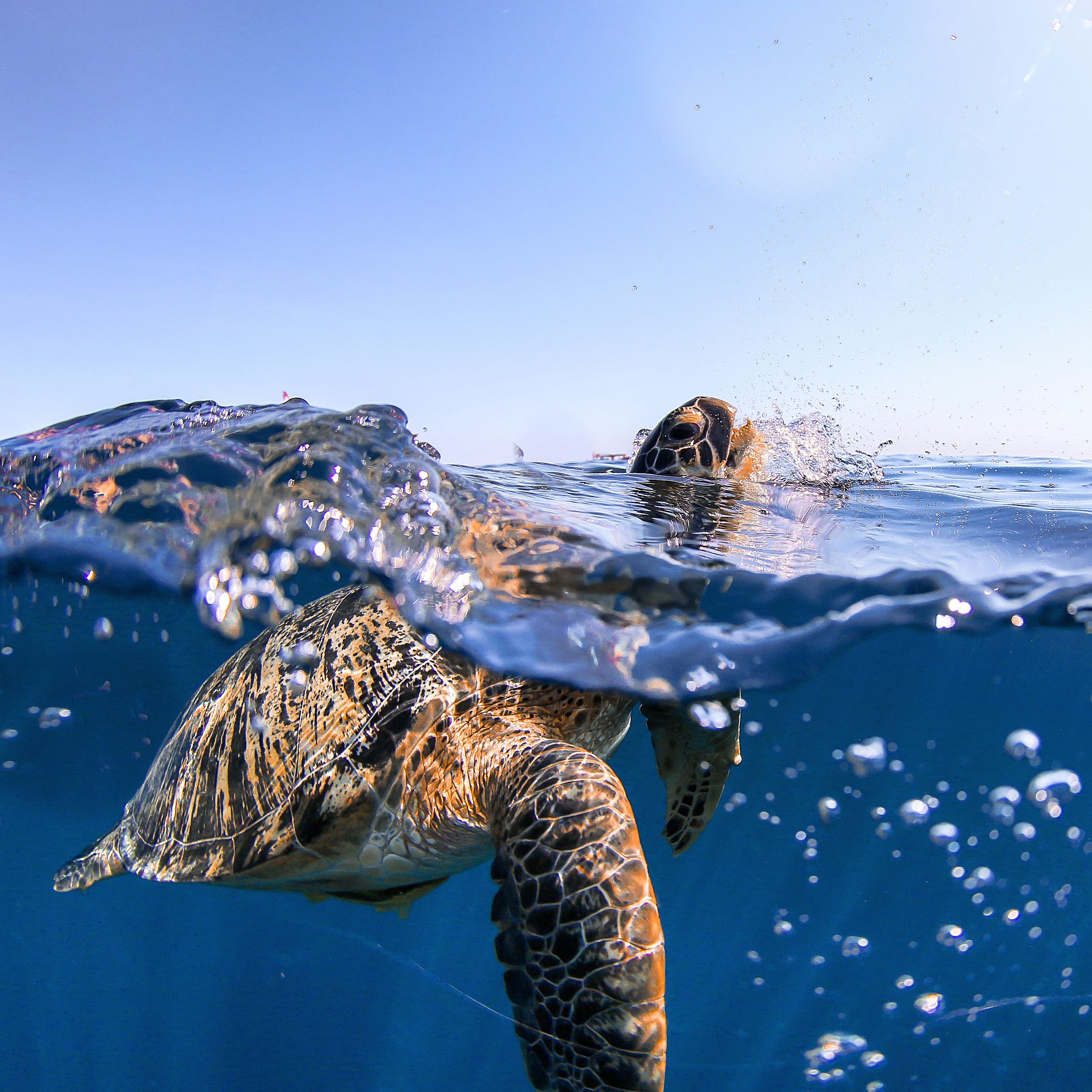 Colorful Sea Turtle Scene