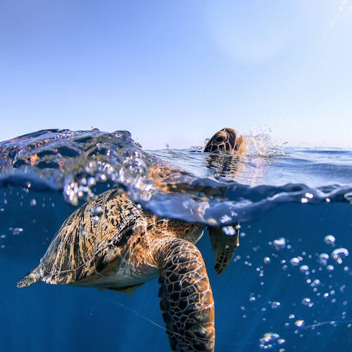 Braune Und Schwarze Schildkröte Im Wasser