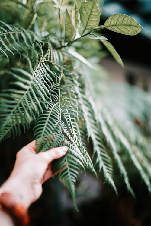 Free Person Holding Green Fern Plant Stock Photo