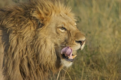 Free Lion on Green Grass Field Stock Photo