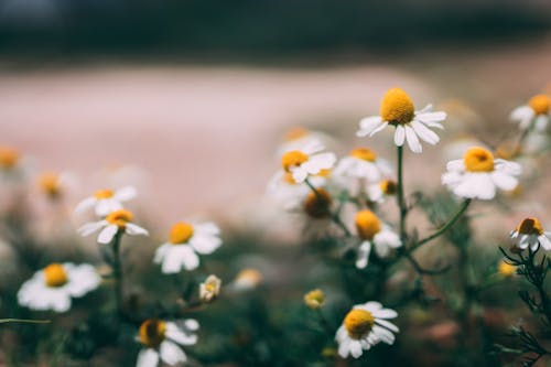 бесплатная Бесплатное стоковое фото с белые маргаритки, белые цветы, весенние цветы Стоковое фото