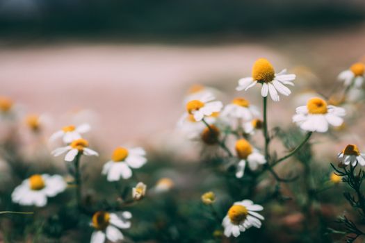 chamomile bouquet delivery Greece