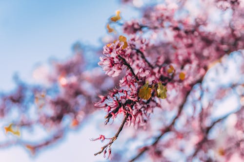 Free Shallow Focus Photo of Pink Flowers Stock Photo