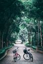 一条宁静的公园小路上，停着两辆自行车，两旁绿树成荫