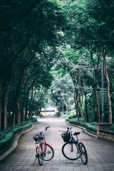 一条宁静的公园小路上，停着两辆自行车，两旁绿树成荫