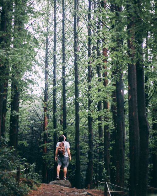 Free A solitary hiker stands among towering trees, reveling in nature's tranquility. Stock Photo