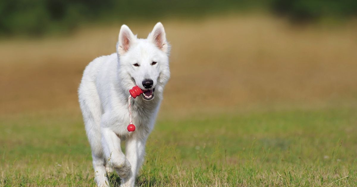 The Overlooked Reason Puppy Recall Training Fails