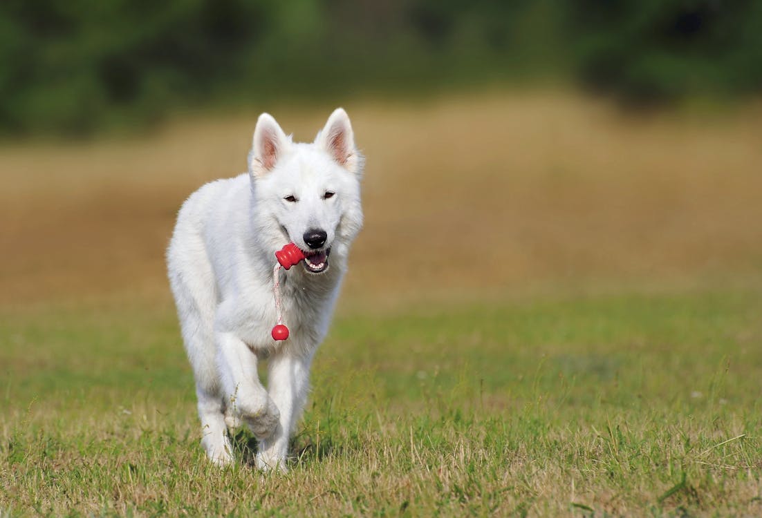 緑の草の上を走る白い犬