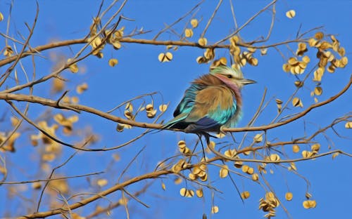 青い空の下で茶色の木の枝に青と茶色の鳥