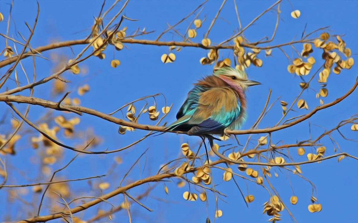 Синяя и коричневая птица на ветке коричневого дерева под голубым небом