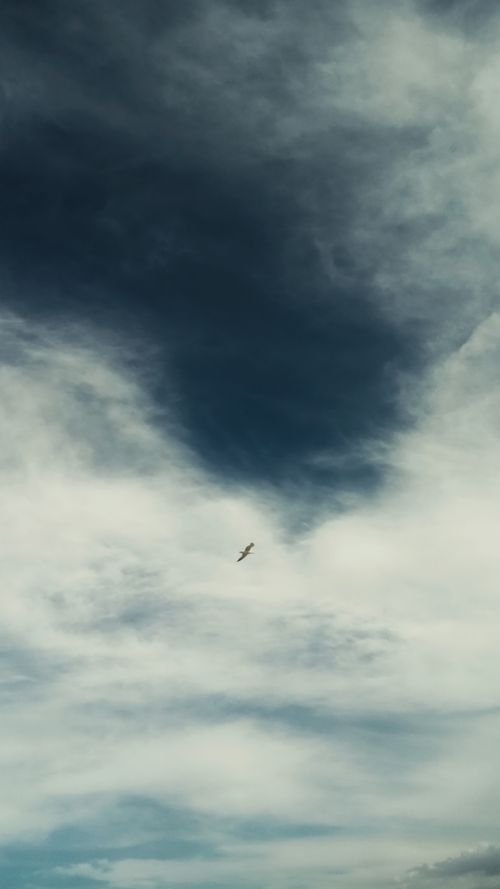 Free A seagull soars beneath dramatic clouds in Punta Marina, Italy, capturing serene skyscape. Stock Photo