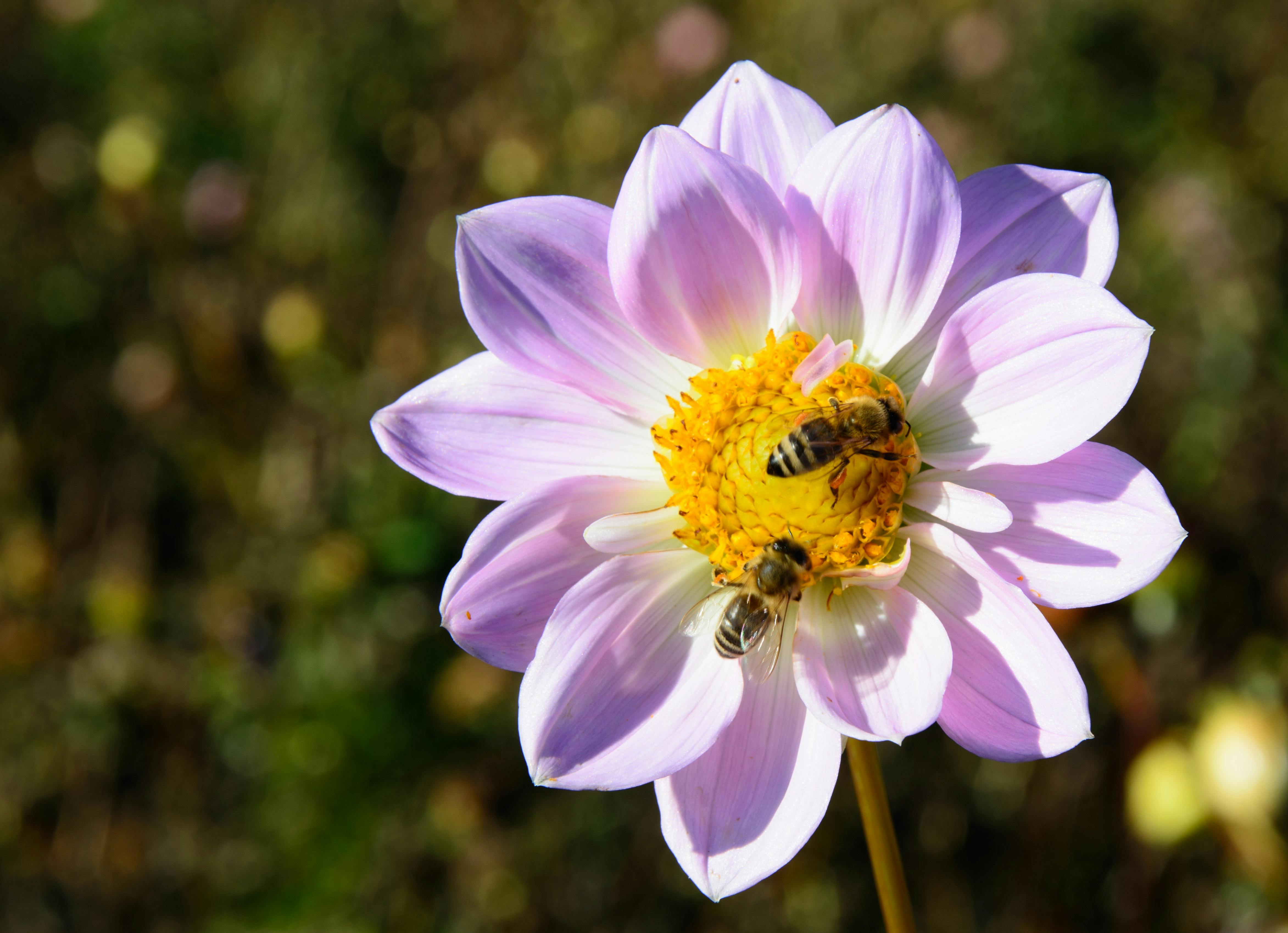 Selective Focus Photography of Pink and White Dahlia ... - 4690 x 3398 jpeg 1766kB