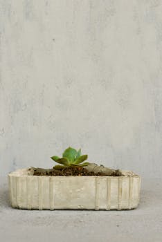 中性背景下，几何混凝土播种机中的多汁植物显得简单