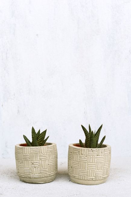 Minimalist photo of two potted succulents against a white background, emphasizing modern decor.