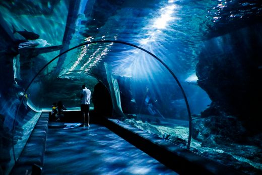 Visitors in an underwater aquarium tunnel — photo by Madeline Jo on Pexels