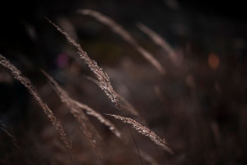 Free Artistic capture of dried reeds in a moody, natural setting using selective focus. Stock Photo