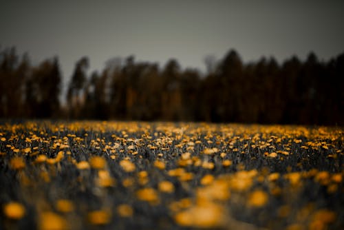 Ingyenes stockfotó háttér, mező, sárga virágok témában