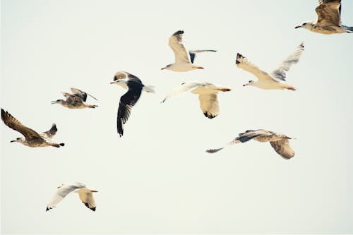 Flock of Birds Flying Under the White Sky