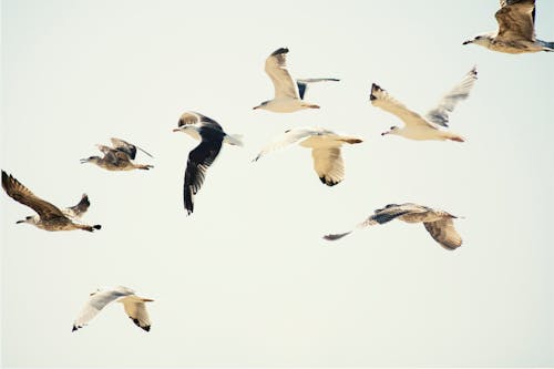 Foto profissional grátis de animal, ave aquática, céu