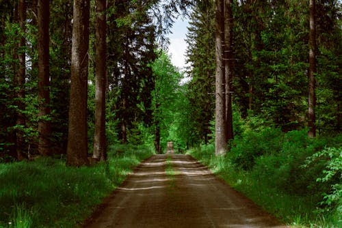 Foto d'estoc gratuïta de a l'aire lliure, arbres, bosc