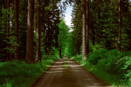 Free A tranquil unpaved forest pathway, perfect for nature walks and exploration. Stock Photo