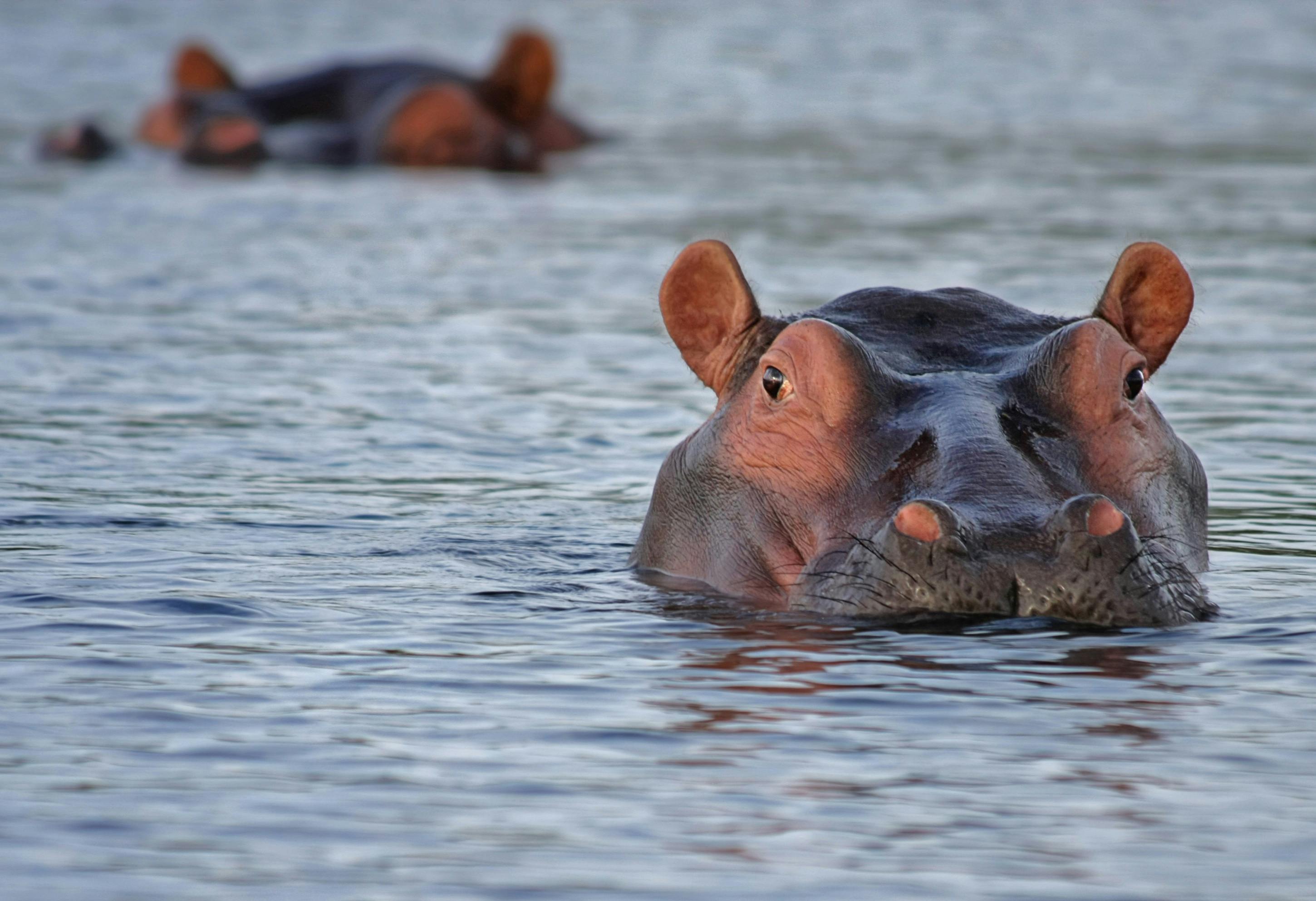 Hippo animal water HD phone wallpaper  Peakpx