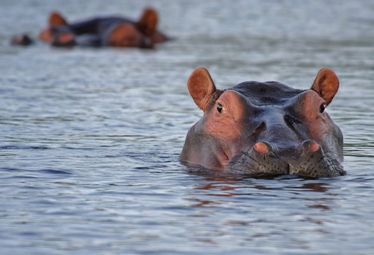 Hippos In Water