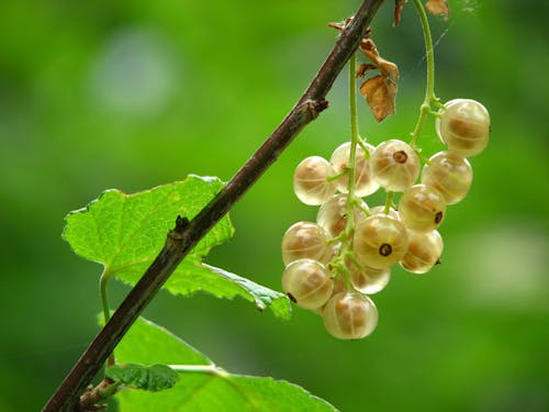Kostenlos Gelbe Runde Cluster Frucht Nahaufnahme Fotografie Stock-Foto