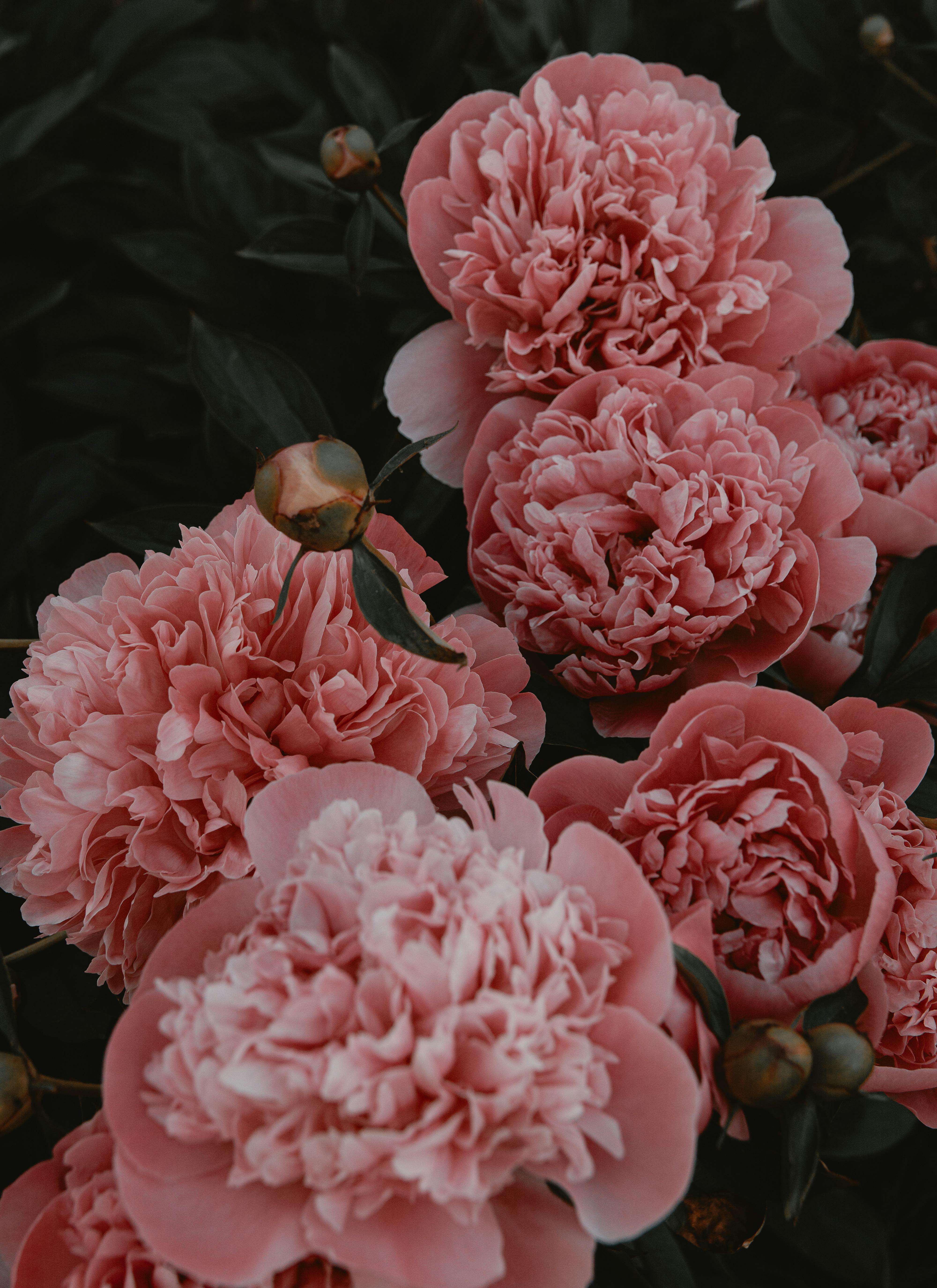 Lush pink peonies in full bloom showcasing delicate petals and rich color, captured outdoors.