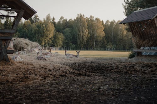 Deers Resting on a Field