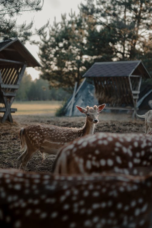 Cerf Brun Debout Sur Le Champ D'herbe Brune