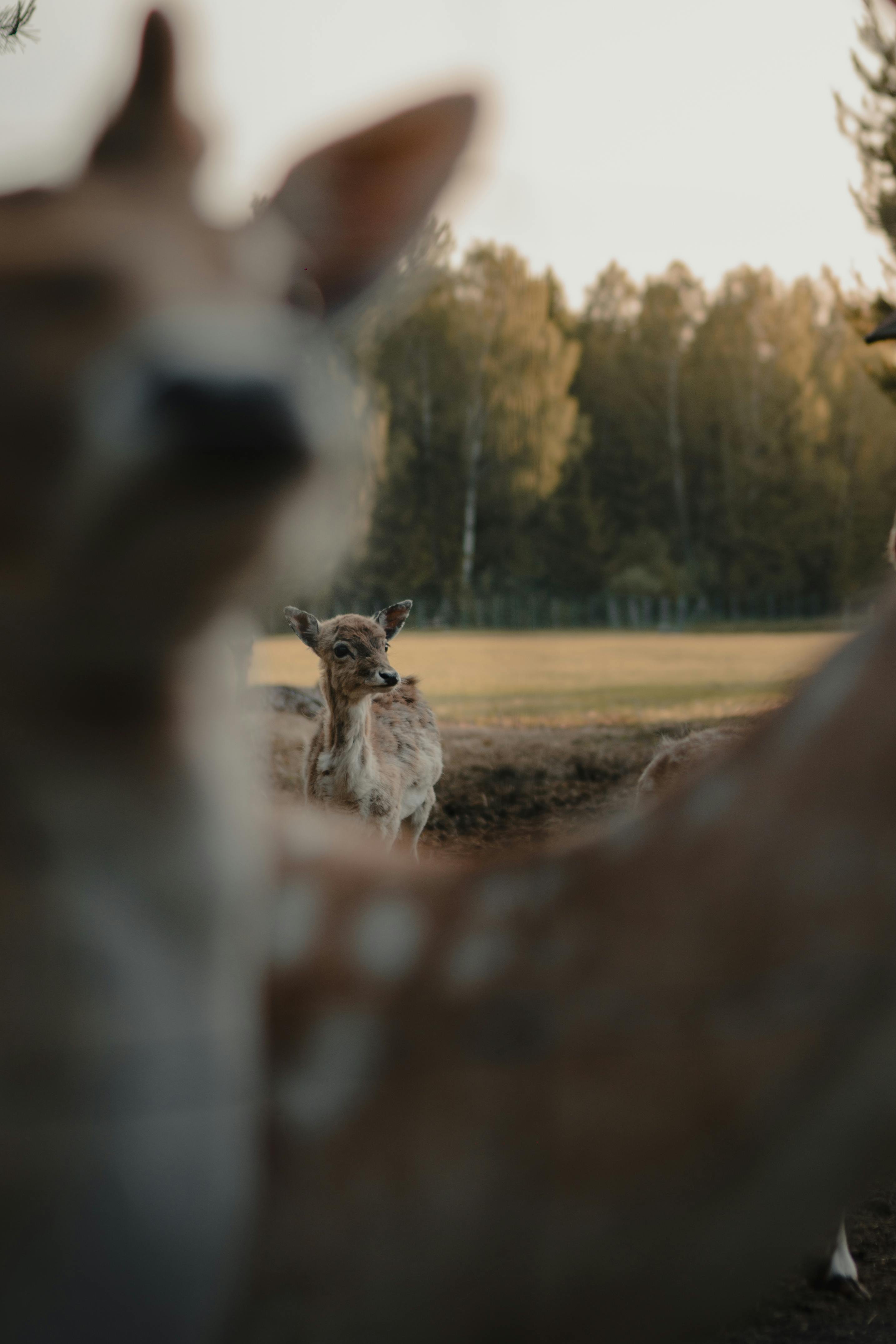 grátis Foto profissional grátis de adular, ambiente natural, animais selvagens Foto profissional