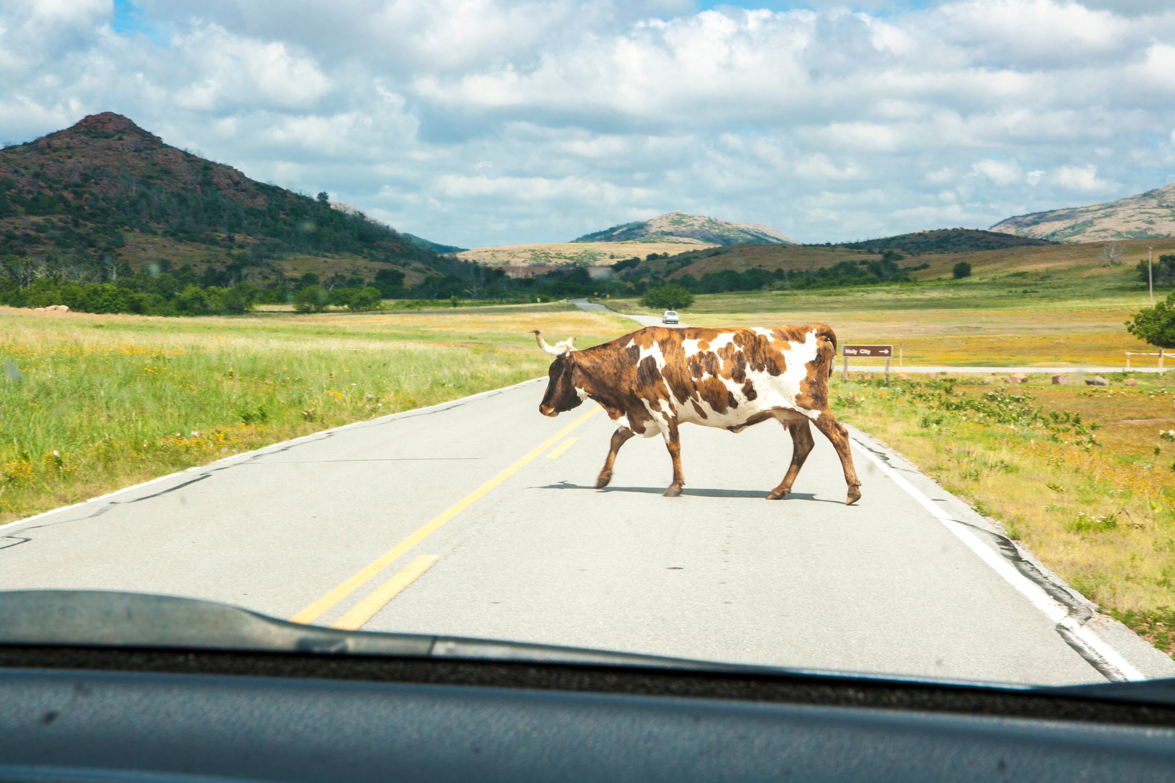 Cow crossing the road