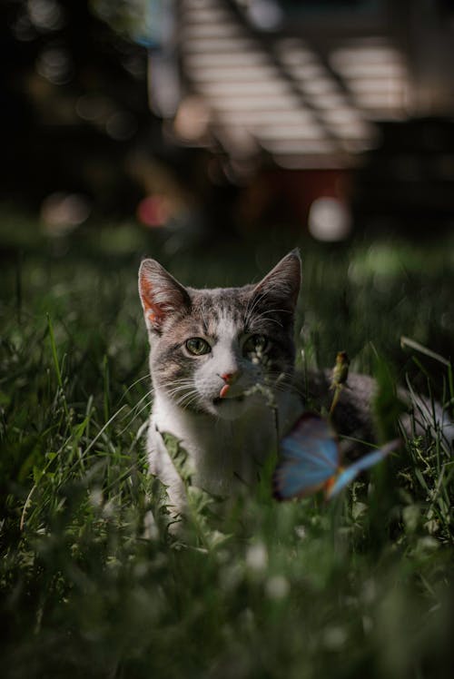 Photo of Cat on Green Grass