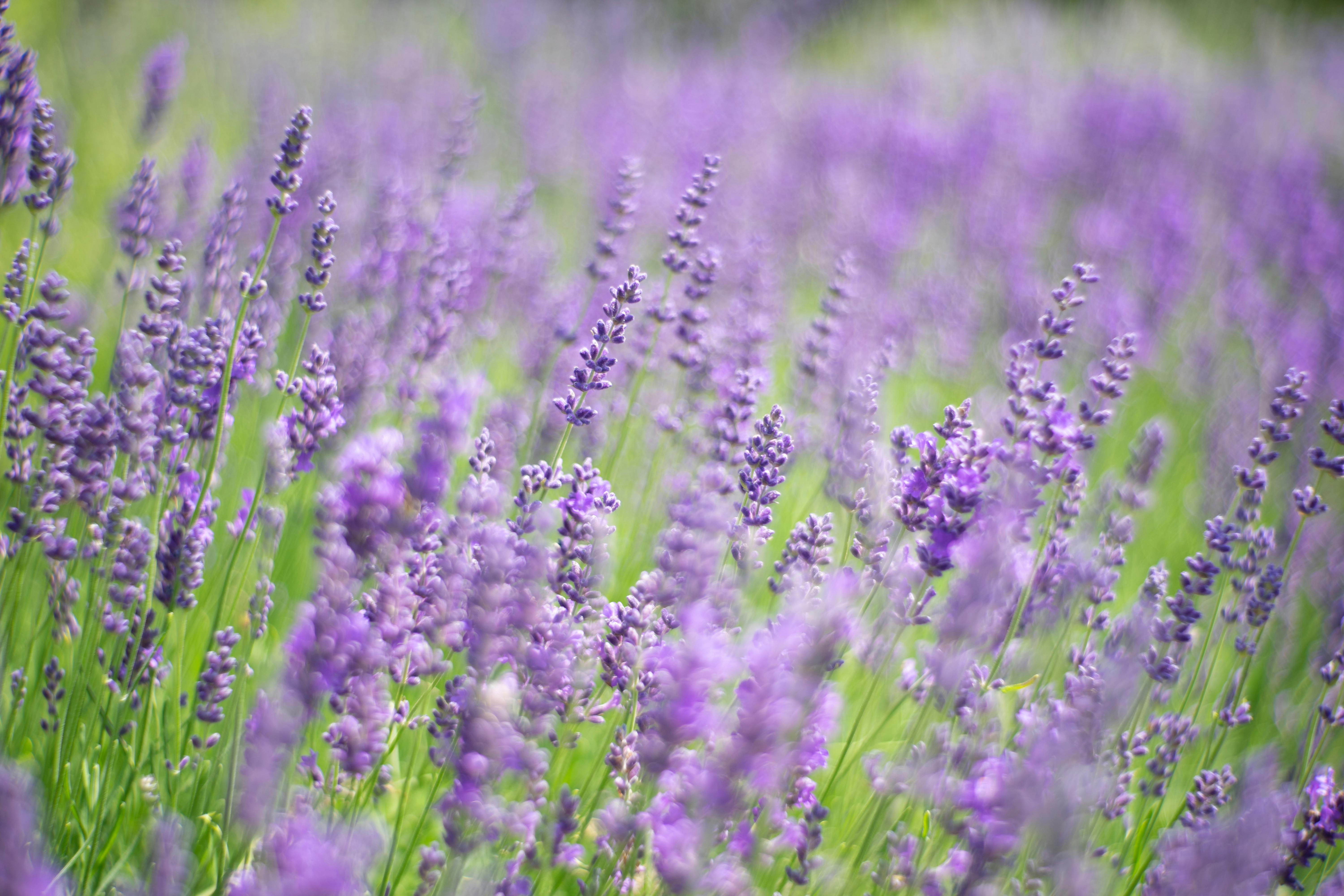 Lavander Field Photos, Download The BEST Free Lavander Field Stock ...