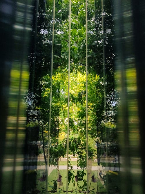 Бесплатное стоковое фото с зеленые деревья, зеркало, природа