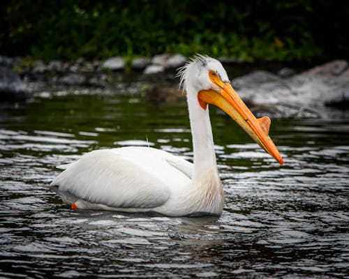 White Pelican Swimming on a Lake