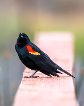A vibrant red-winged blackbird perched on a wooden plank with a blurred background, showcasing vivid colors.