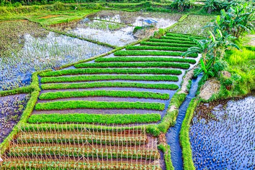 Drone Shot of a Cropland