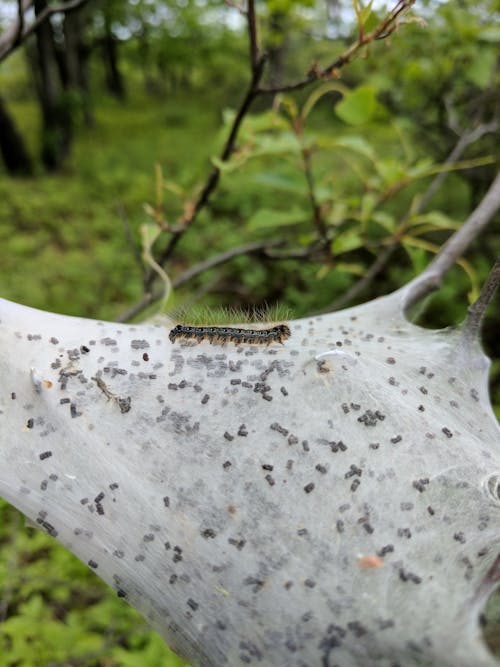 Free stock photo of bug, caterpillar, nature