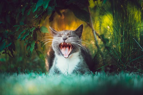 Free Adorable gray kitty with long whiskers and opened mouth sitting in green grass in park Stock Photo