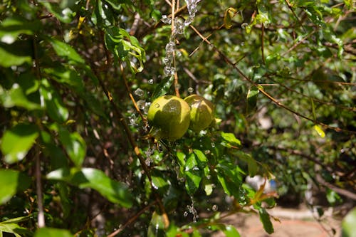 คลังภาพถ่ายฟรี ของ afrutado, árbol frutal, gotas de agua