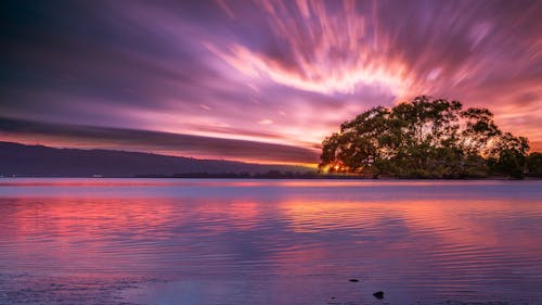 A Green Tree on Body of Water during Sunset